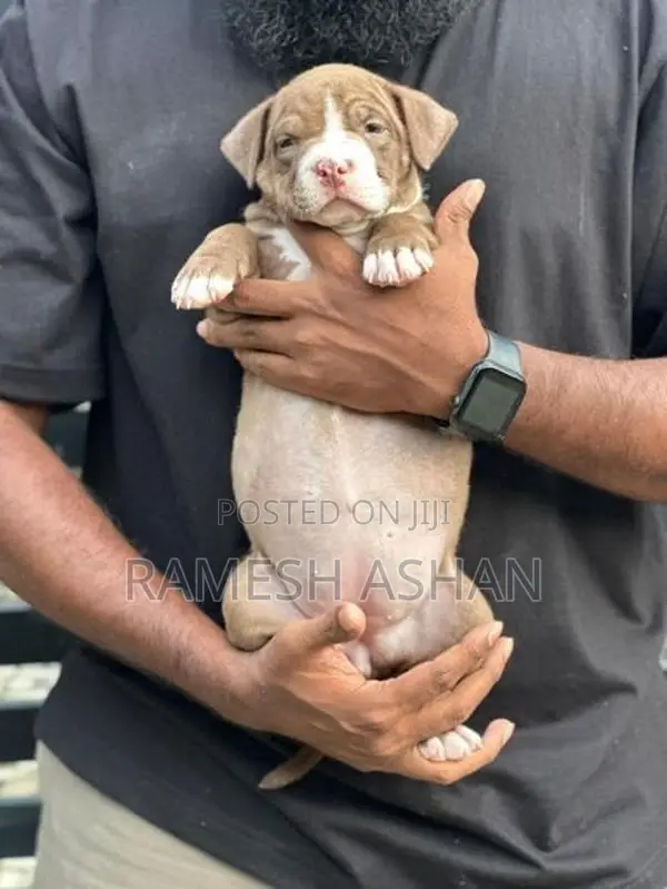 American Bully Puppies