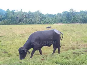 මී ගවයා