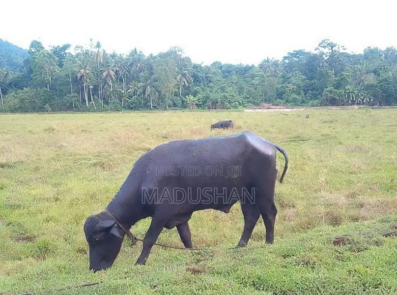 මී ගවයා