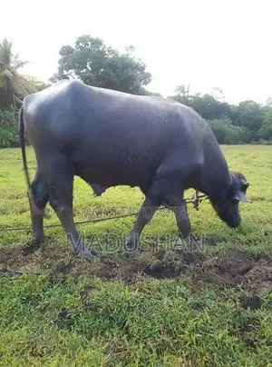 මී ගවයා