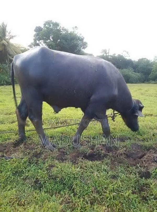 මී ගවයා