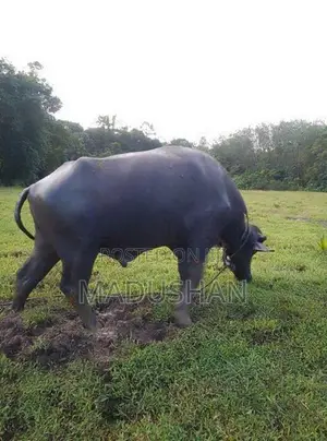 මී ගවයා
