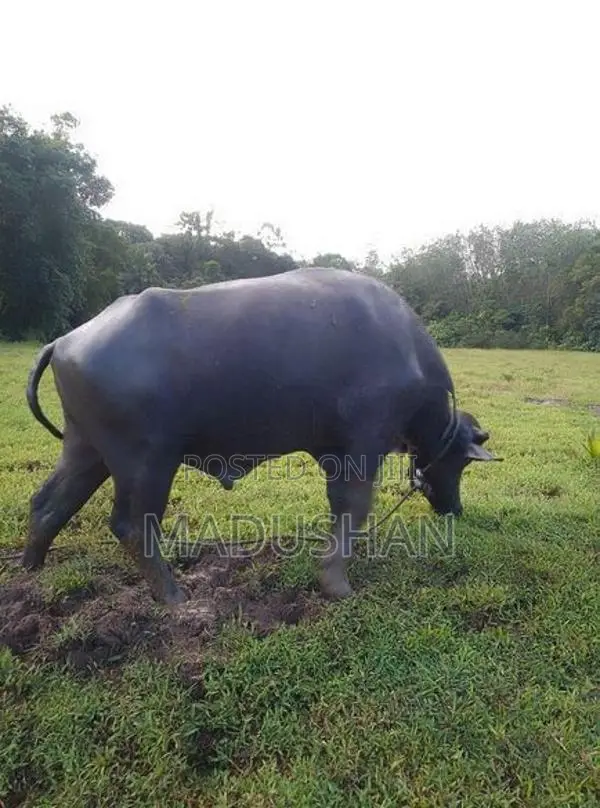 මී ගවයා