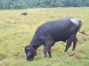 මී ගවයා