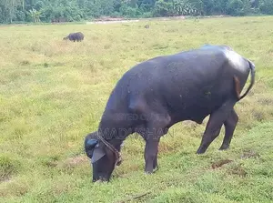 මී ගවයා
