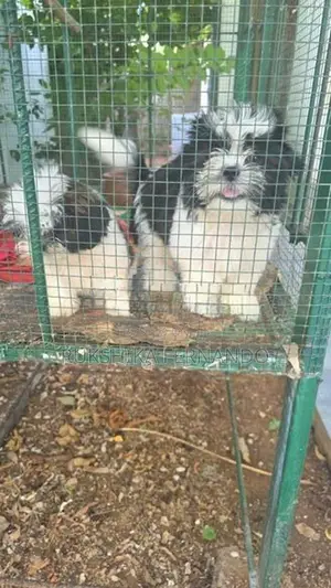 Shitzu Puppies Liyanagemulla
