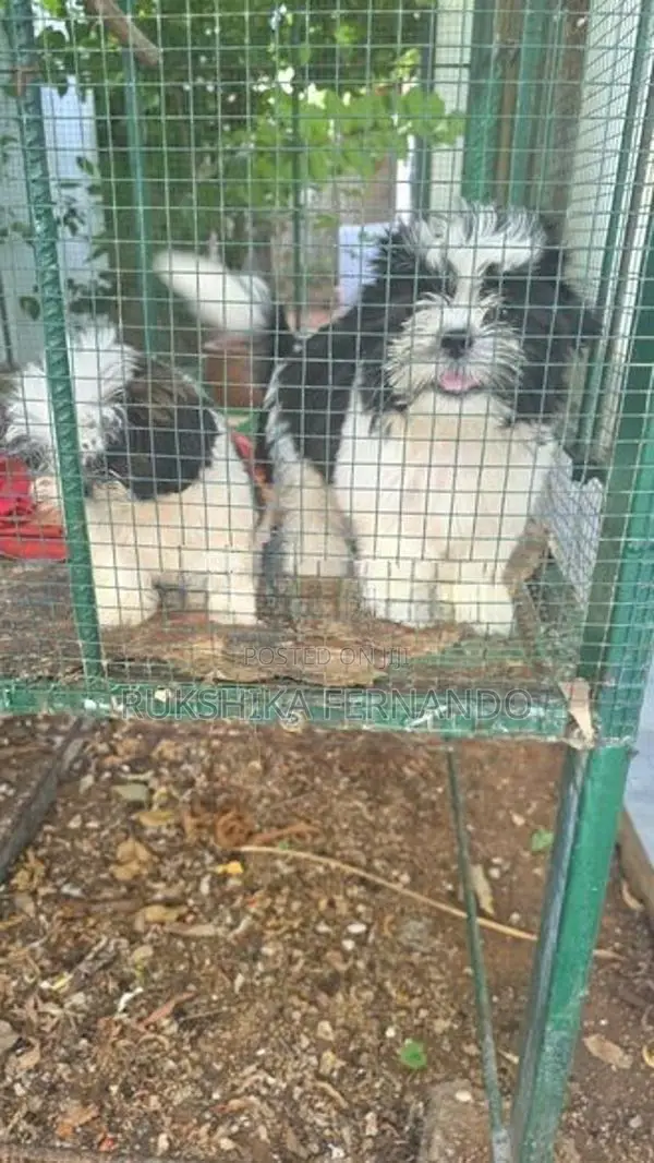 Shitzu Puppies Liyanagemulla