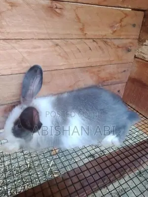 Angora Rabbit