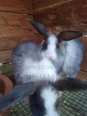 Angora Rabbit