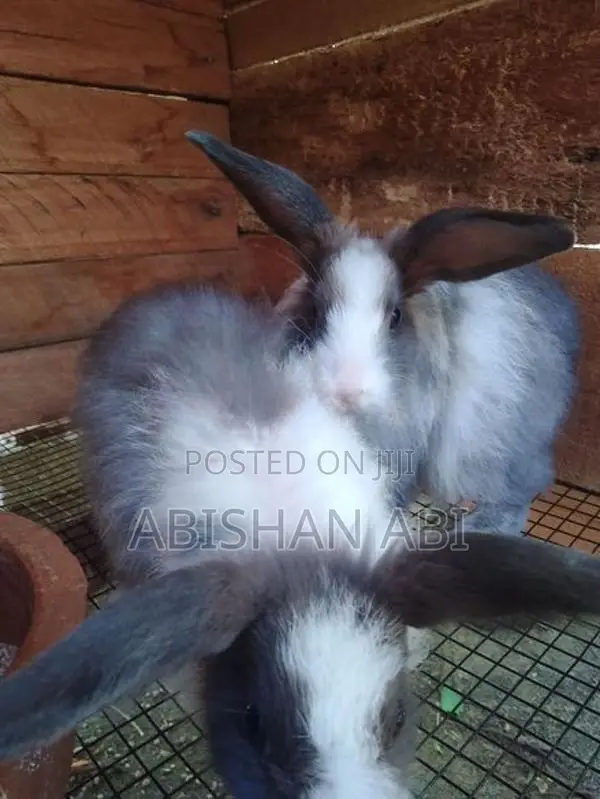 Angora Rabbit