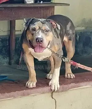 American Bully Dogs