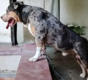 American Bully Dogs