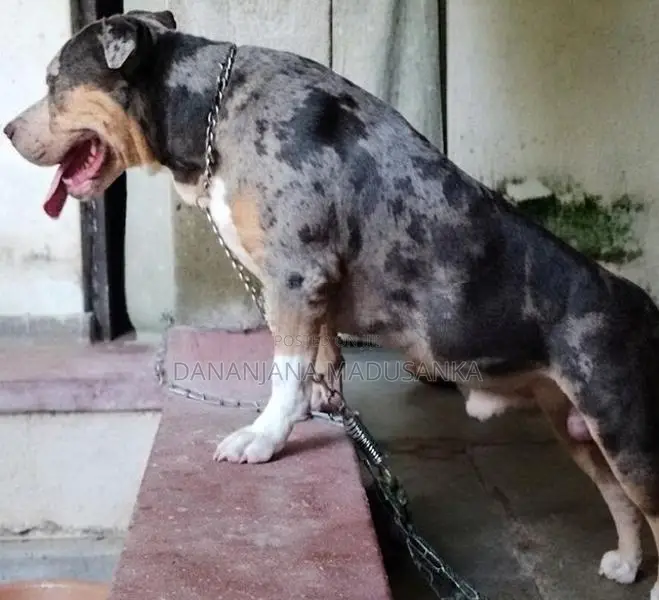 American Bully Dogs