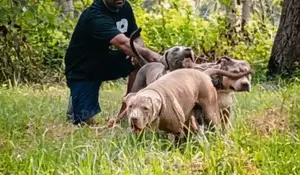 American Bully Dogs