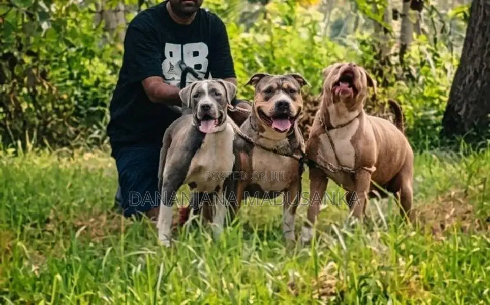 American Bully Dogs