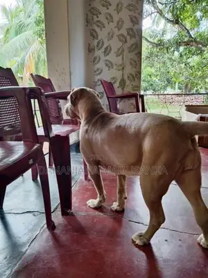 American Bully Dogs