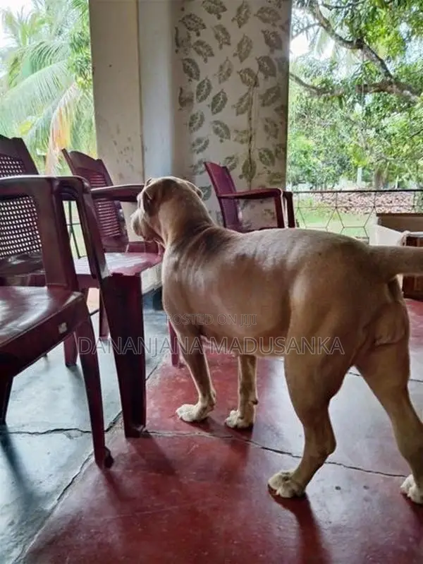 American Bully Dogs