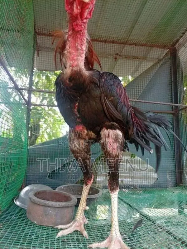 Velladiyan Rooster