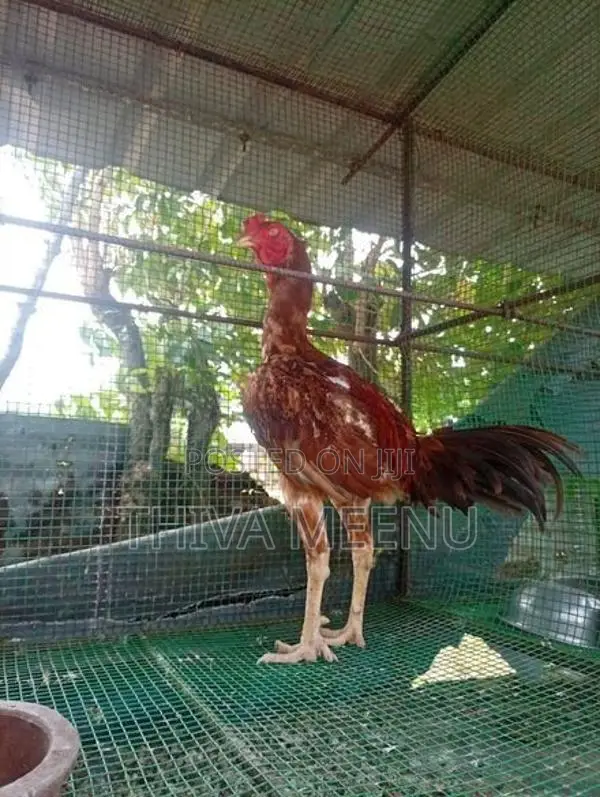 Velladiyan Rooster