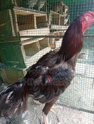 Velladiyan Rooster