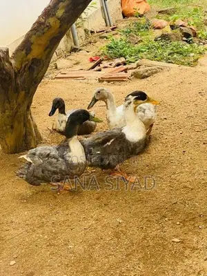 Ducks