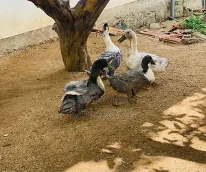Ducks