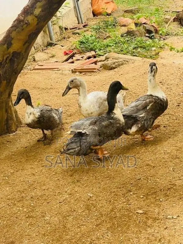 Ducks