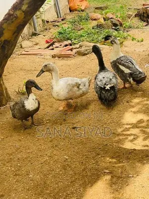 Ducks