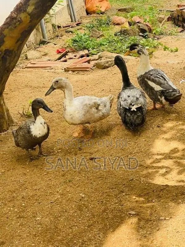 Ducks