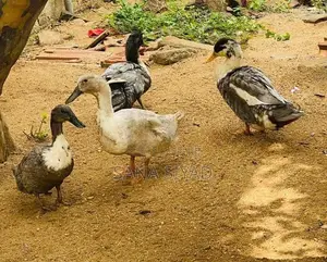 Ducks