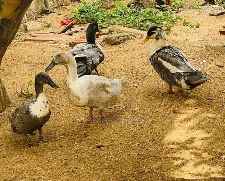 Ducks