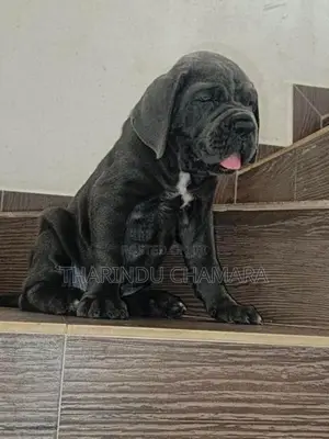Cane Corso Puppies