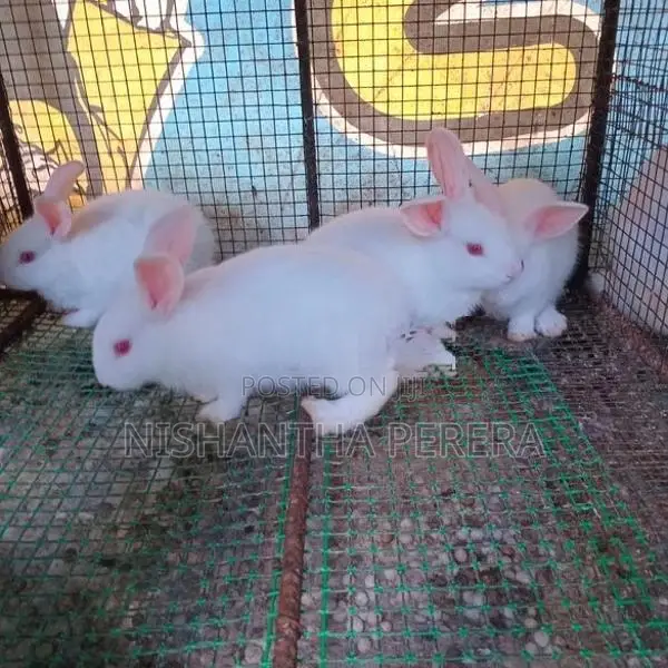 Rabbit