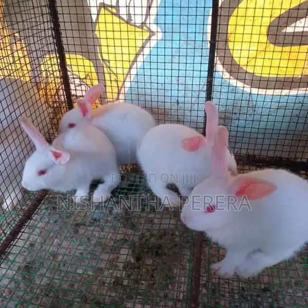 Rabbit