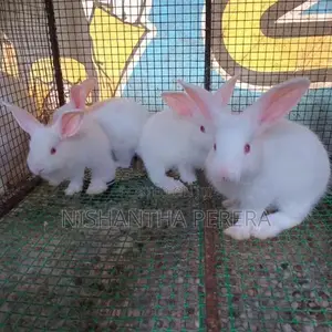 Rabbit