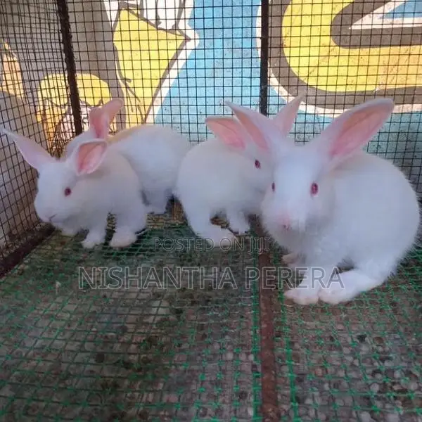 Rabbit