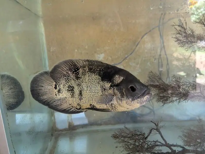 Oscar Fish