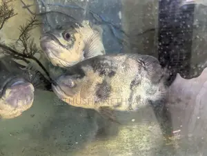 Oscar Fish