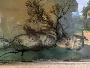 Oscar Fish