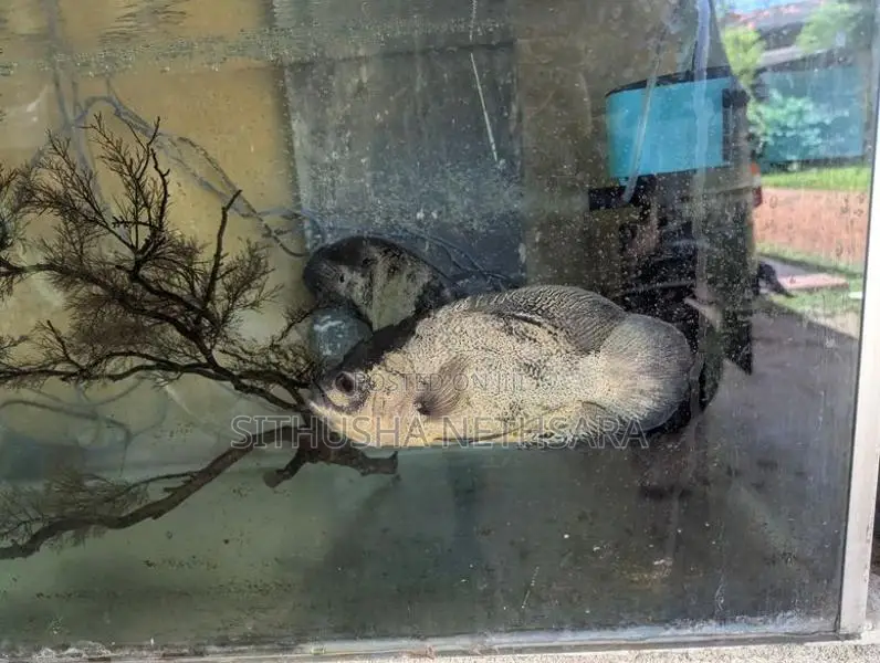 Oscar Fish