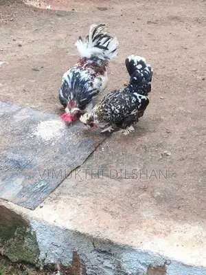 කුකුළන්