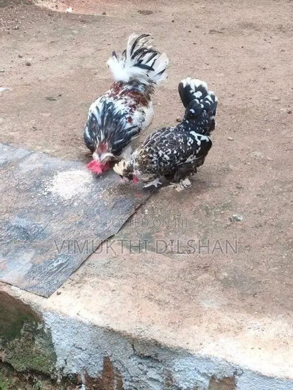 කුකුළන්