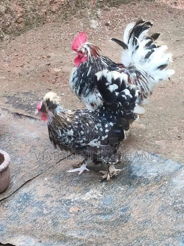 කුකුළන්