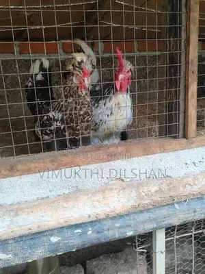 කුකුළන්