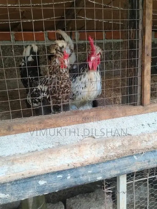 කුකුළන්