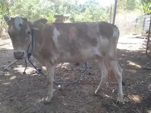 மாட்டுக் கண்டு