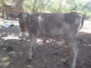 மாட்டுக் கண்டு