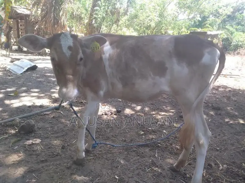 மாட்டுக் கண்டு