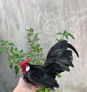Rosecomb,sebright විකිණීමට