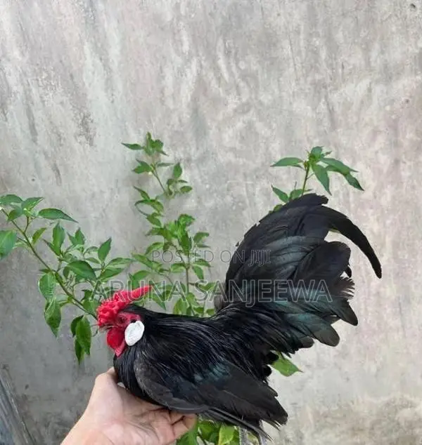 Rosecomb,sebright විකිණීමට